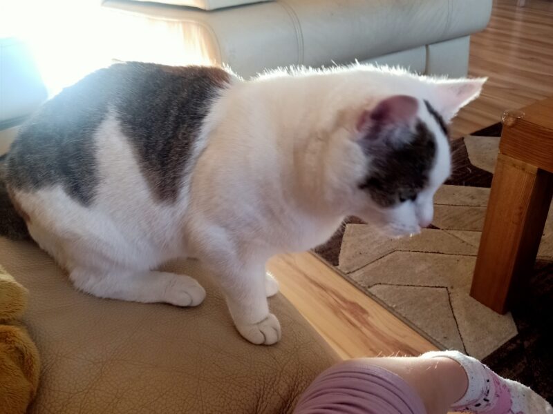 Zaginęła kotka Bentley