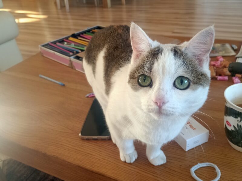 Zaginęła kotka Bentley