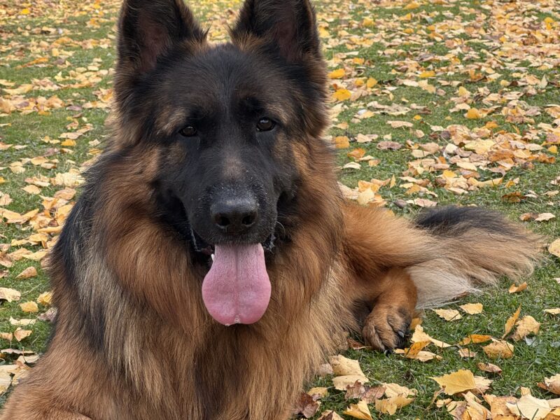 Zaginęły dwa Owczarki Niemieckie