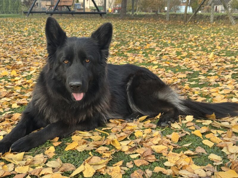 Zaginęły dwa Owczarki Niemieckie