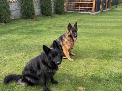 Zaginęły dwa Owczarki Niemieckie