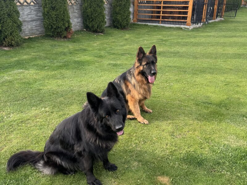 Zaginęły dwa Owczarki Niemieckie