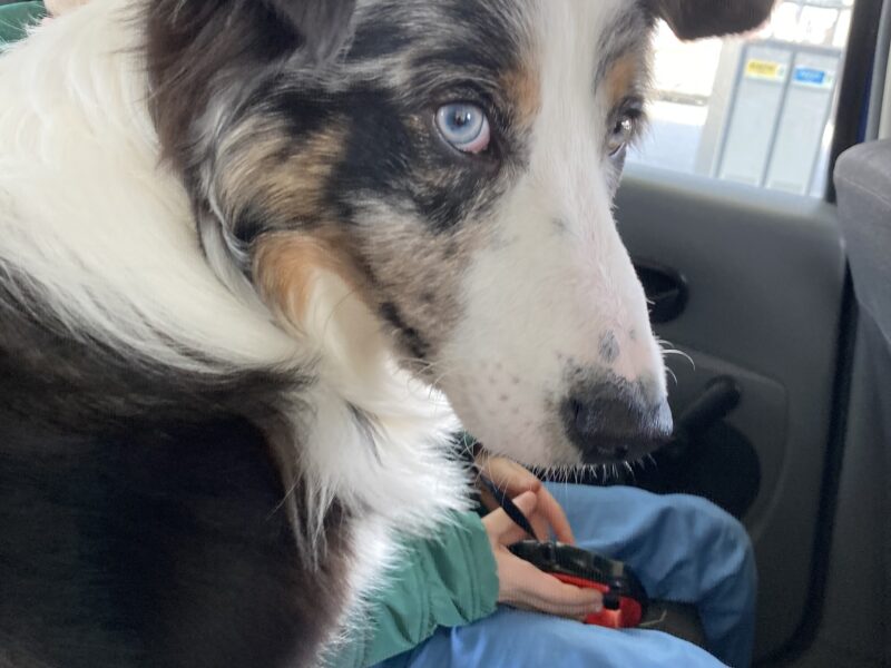 Zaginął pies Alwin