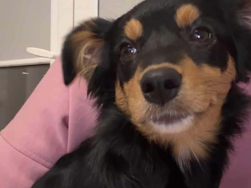 Nagroda za znalezienie zaginionej suczki