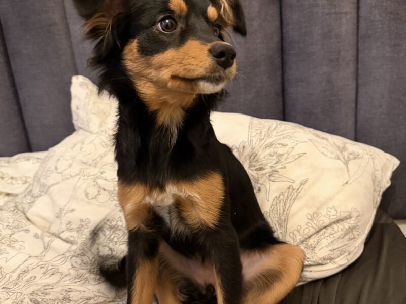 Nagroda za znalezienie zaginionej suczki