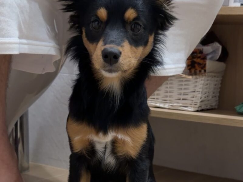 Nagroda za znalezienie zaginionej suczki