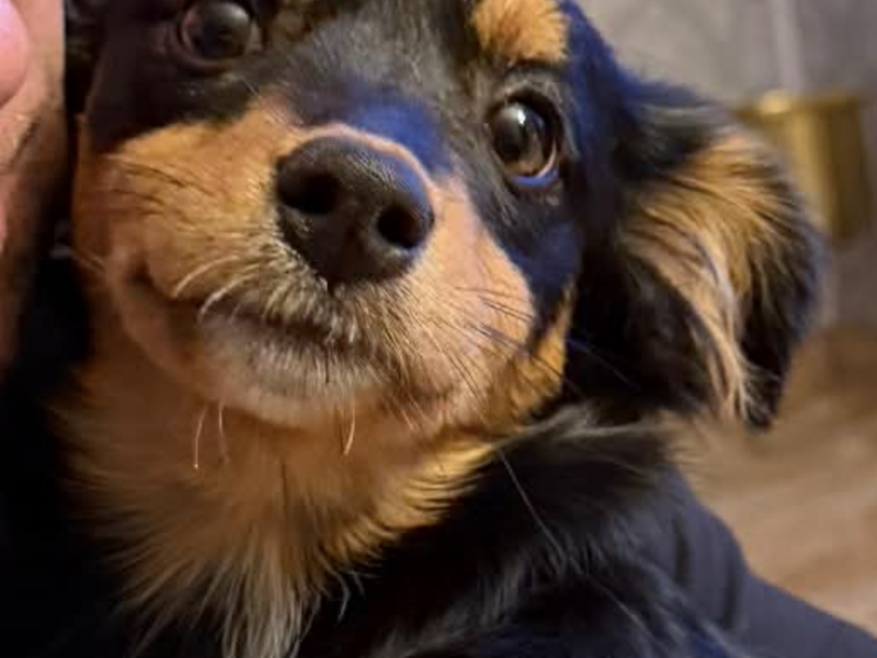 Nagroda za znalezienie zaginionej suczki