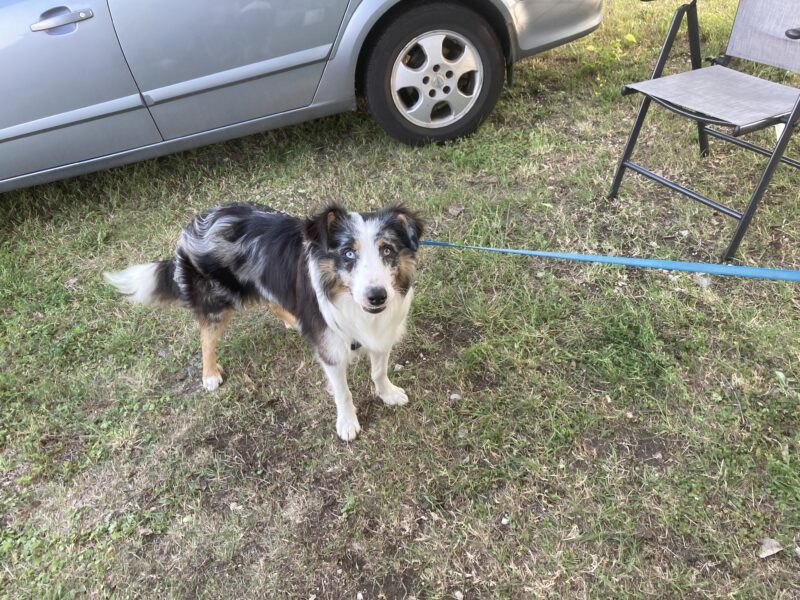 Zaginął pies Alwin