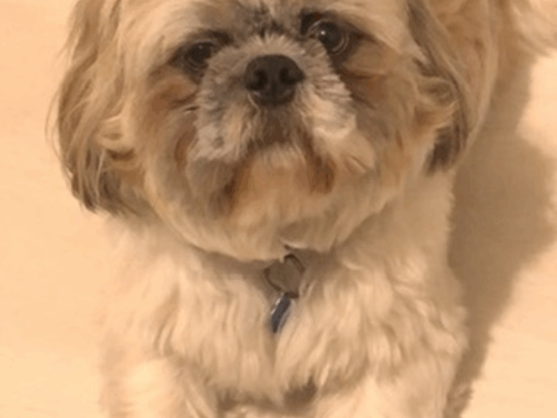 Zaginął piesek Charlie