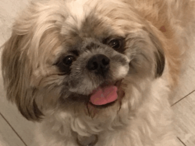 Zaginął piesek Charlie