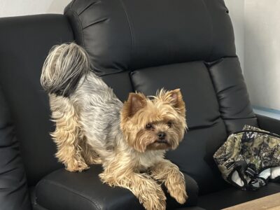 POSZUKUJEMY PIESKA RAMBO