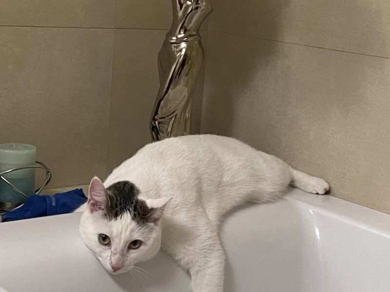 Zaginął kotek Miętuś