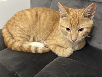 Zaginął kotek Garfield