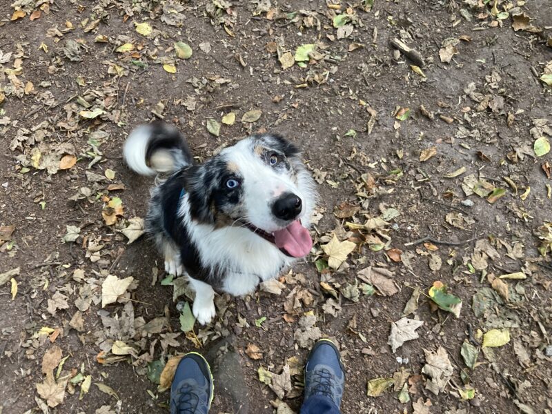 Zaginął pies Alwin