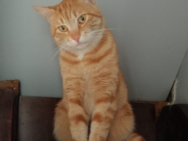 Zaginął kocur Rysio