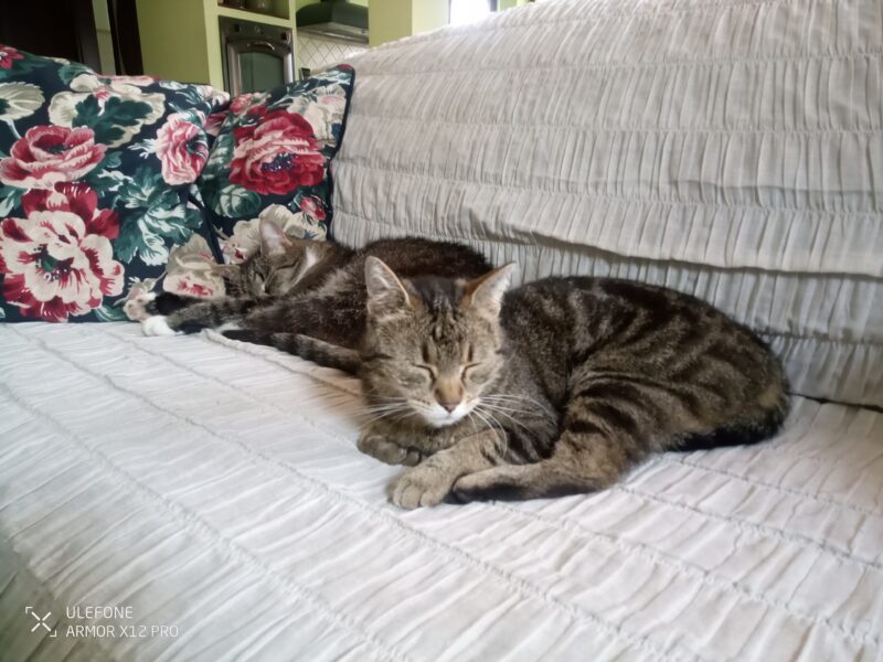 ZAGINĘŁA KOTKA KIRA !!!