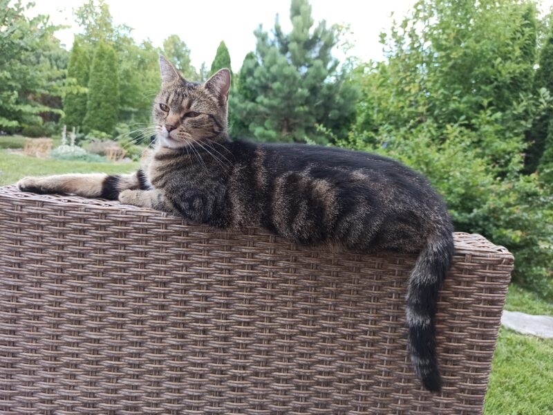 ZAGINĘŁA KOTKA KIRA !!!