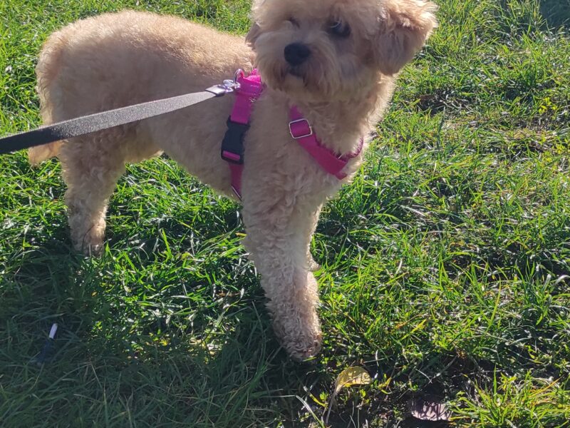 Zaginęła sunia Maltipoo