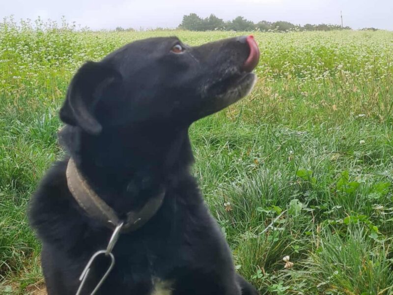 Zaginął Piesek Precel