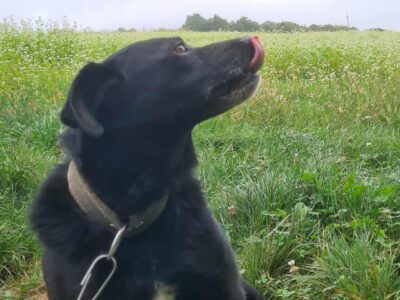 Zaginął Piesek Precel