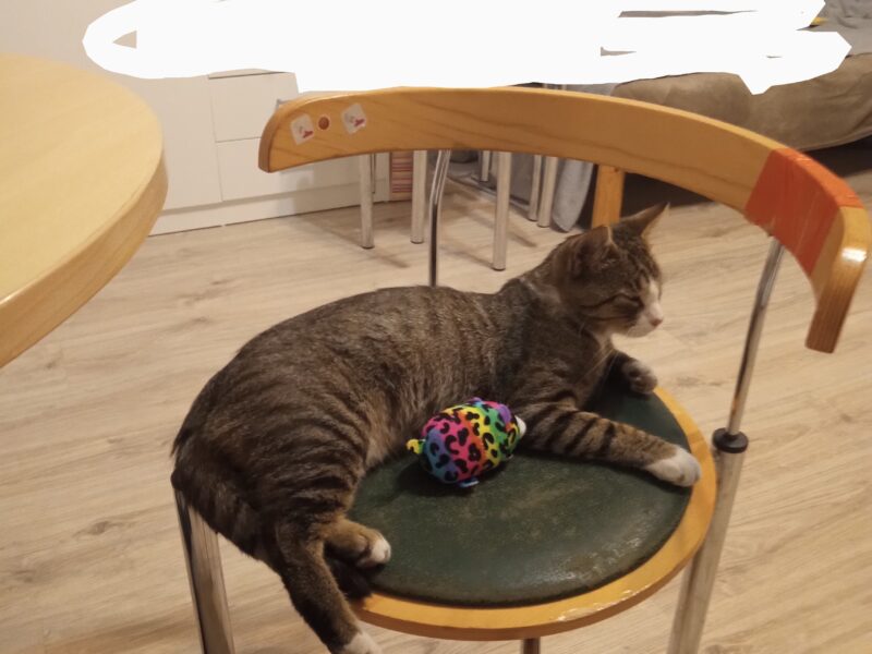 Szukamy kotka.. Pilne . Podkowa Leśna i okolicę.