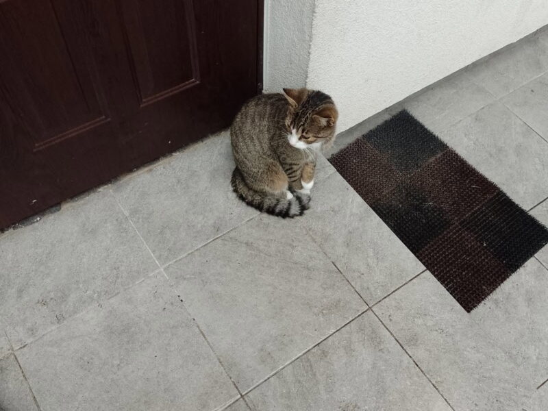 Szukamy kotka.. Pilne . Podkowa Leśna i okolicę.