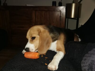 Zaginął Beagle Padi