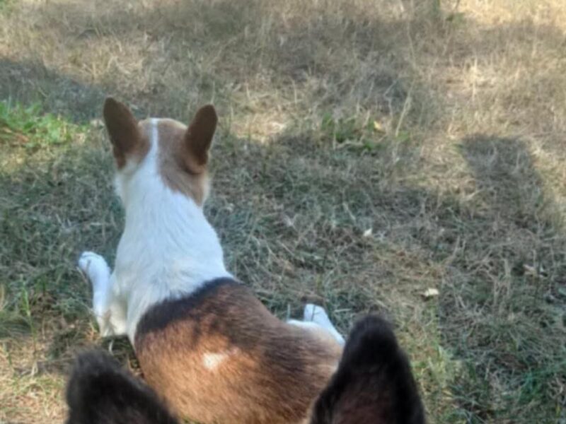 Zaginął piesek Floksik