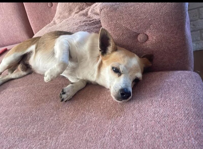 Zaginął piesek Floksik