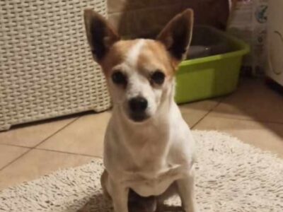 Zaginął piesek Floksik