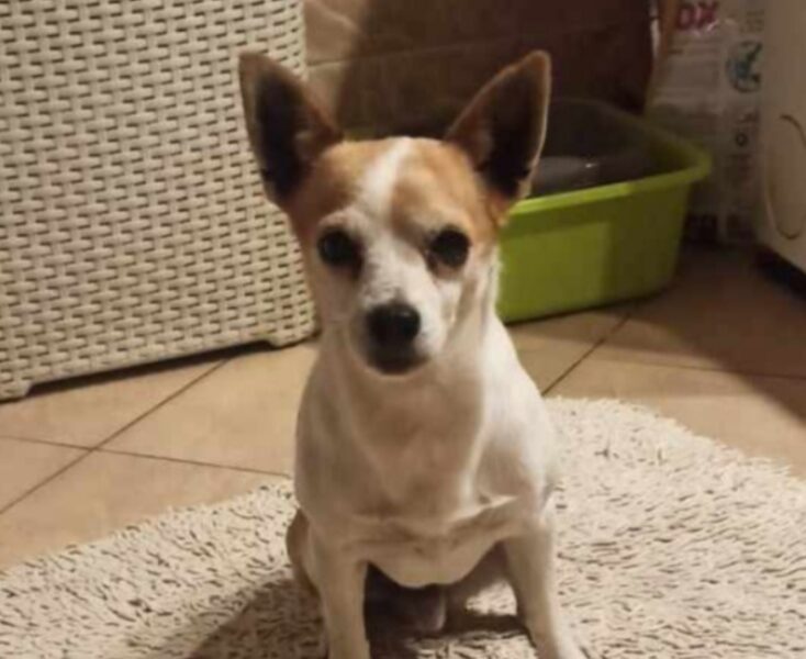 Zaginął piesek Floksik