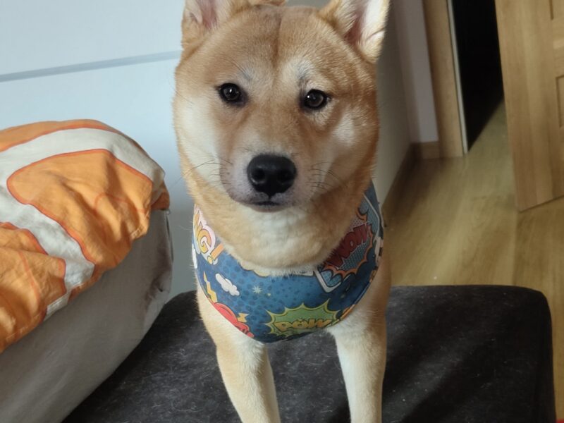 Uciekła Sunia Shiba Inu z lękami