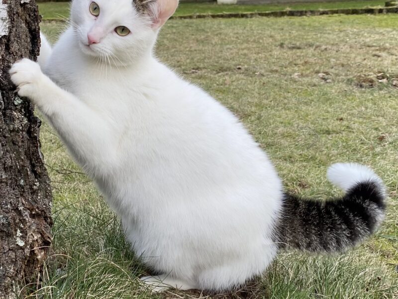 Zaginął kotek Miętuś