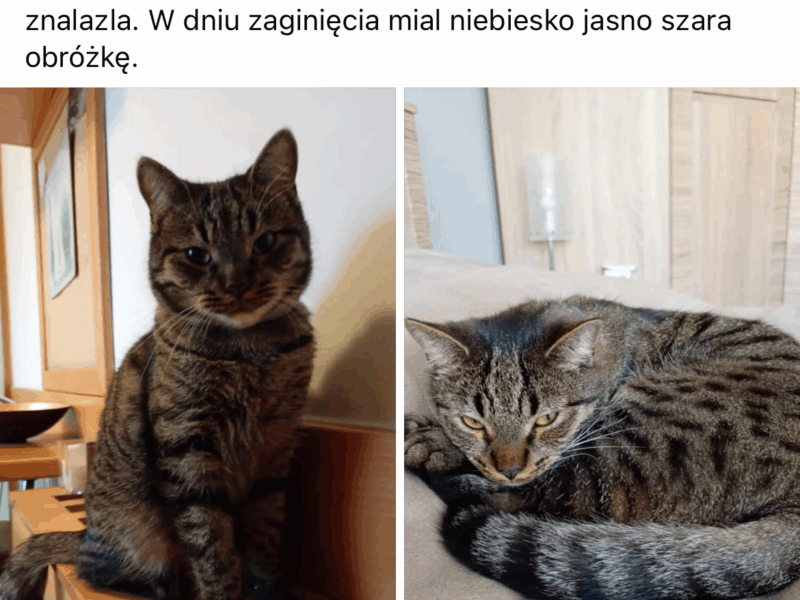 Zaginął kocurek Bercik