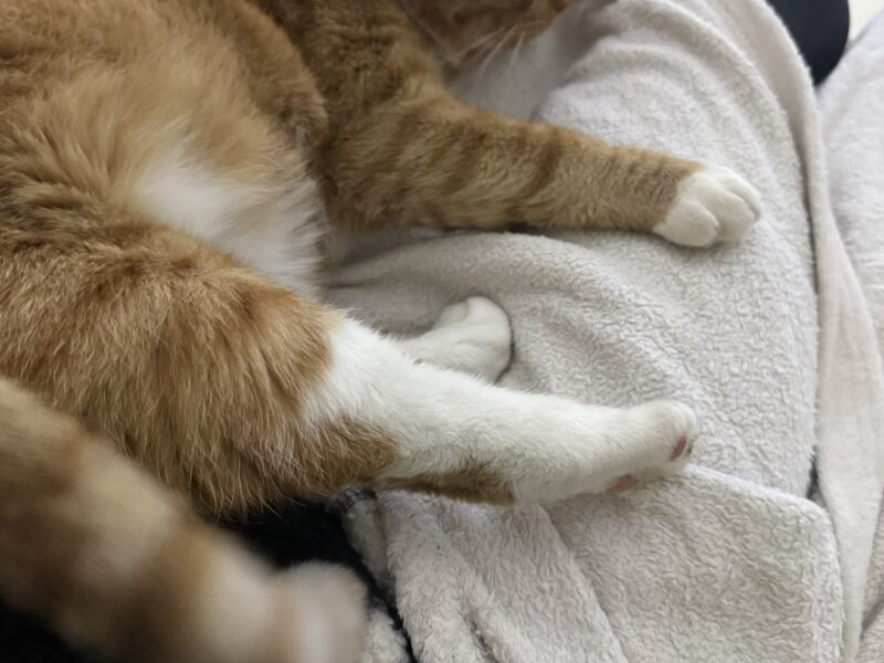 ZAGINĄŁ KOTEK RUDI