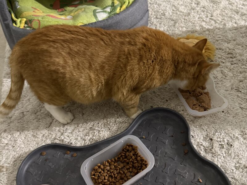 ZAGINĄŁ KOTEK RUDI