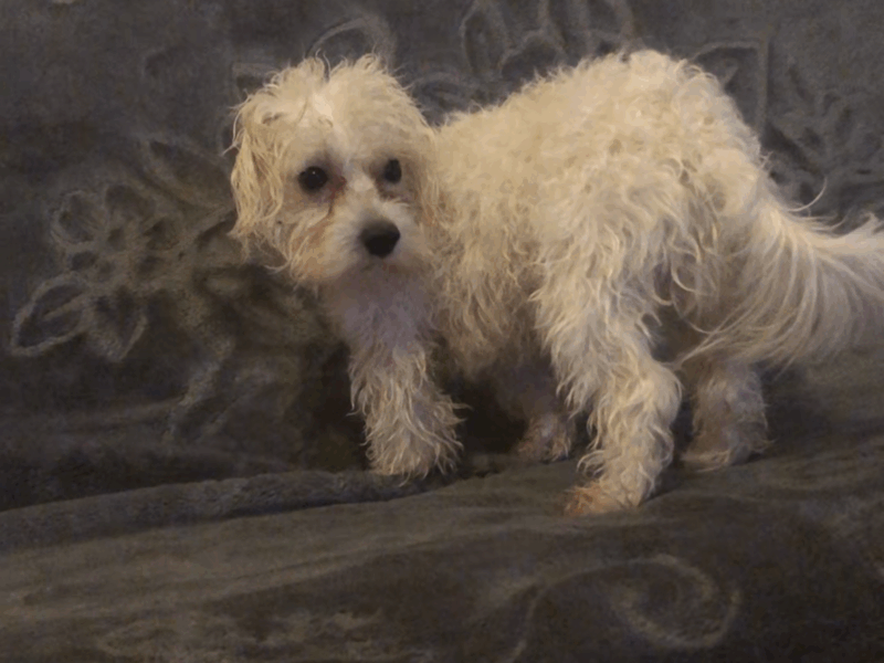 Zaginął piesek Lolek