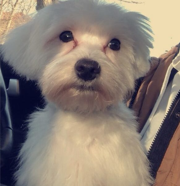 Zaginął piesek Lolek