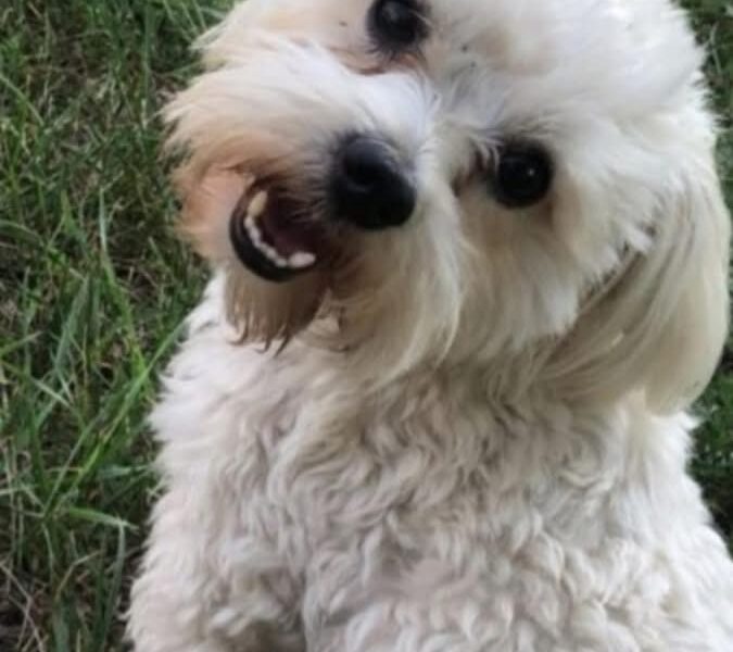 Zaginął piesek Lolek