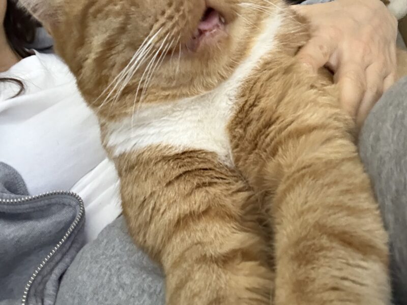 ZAGINĄŁ KOTEK RUDI