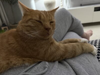 ZAGINĄŁ KOTEK RUDI