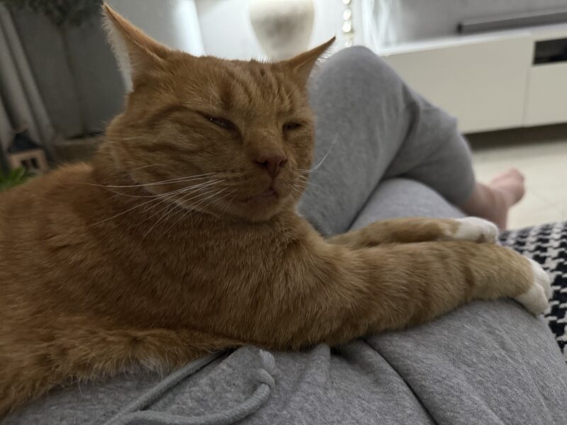 ZAGINĄŁ KOTEK RUDI