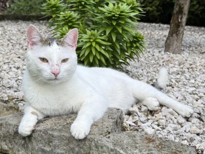 Zaginął kotek Miętuś