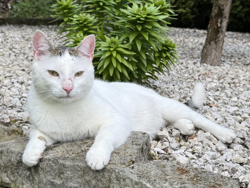 Zaginął kotek Miętuś