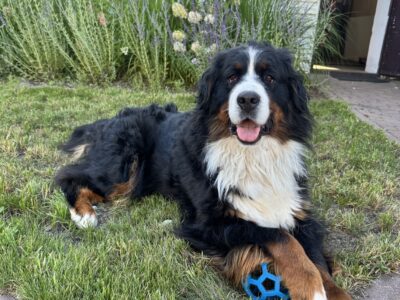 Skradziony Berneńczyk suczka Fibi