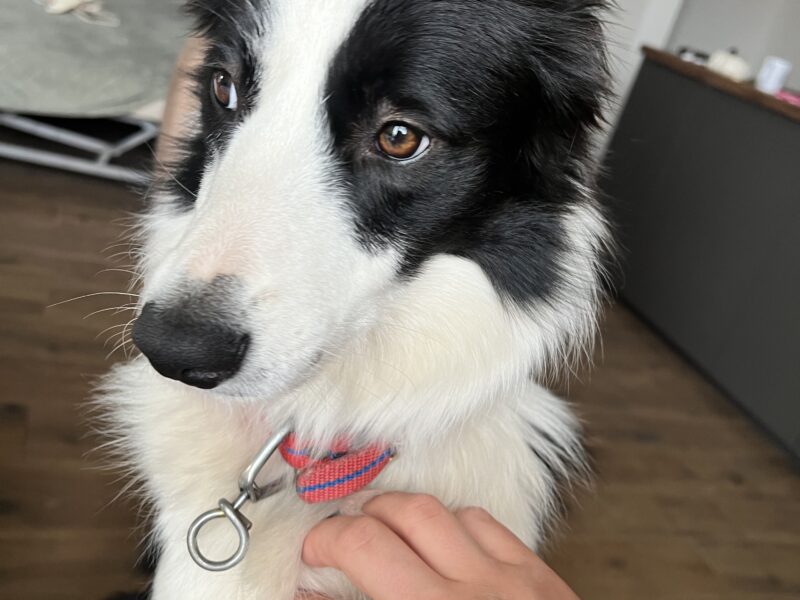 Zaginęła suczka Aria