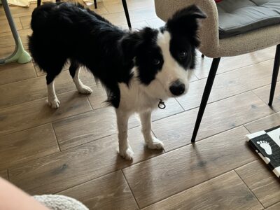 Zaginęła suczka Aria