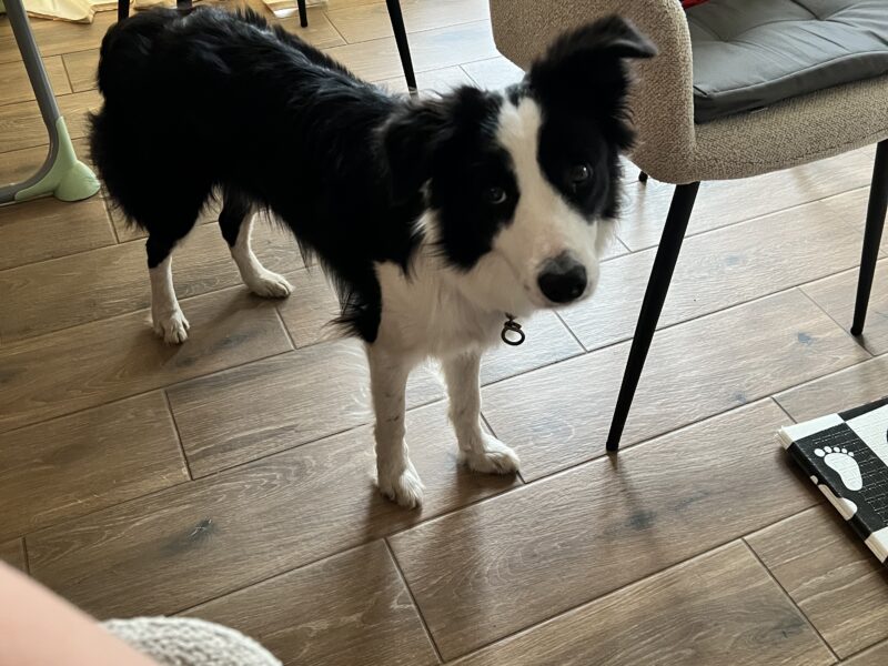 Zaginęła suczka Aria