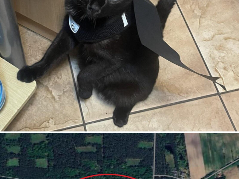 Zaginął kot Daniel