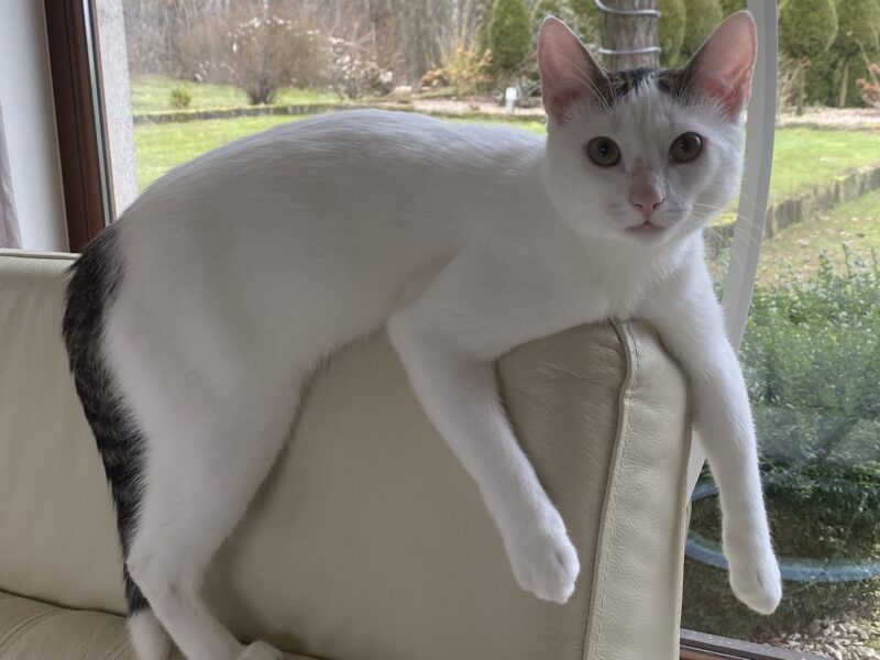 Zaginął kotek Miętuś